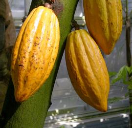   Fruits:   Theobroma cacao ; Photo by John Jennings, flickr.com
